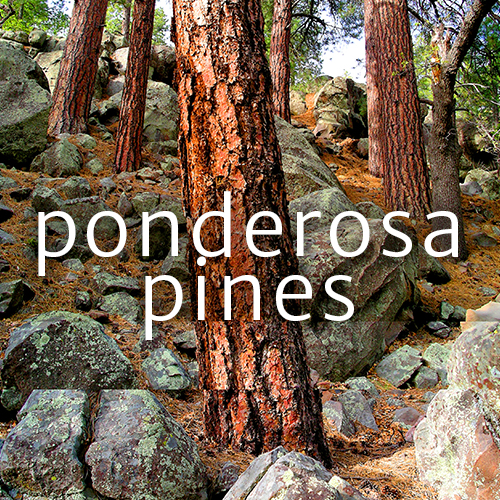 Arizona Ponderosa Pines Photography