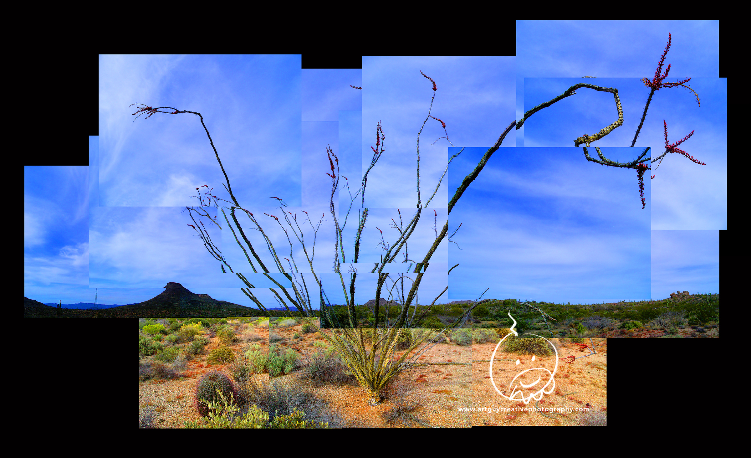 Arizona Desert Photography Ocotillo Silhouette