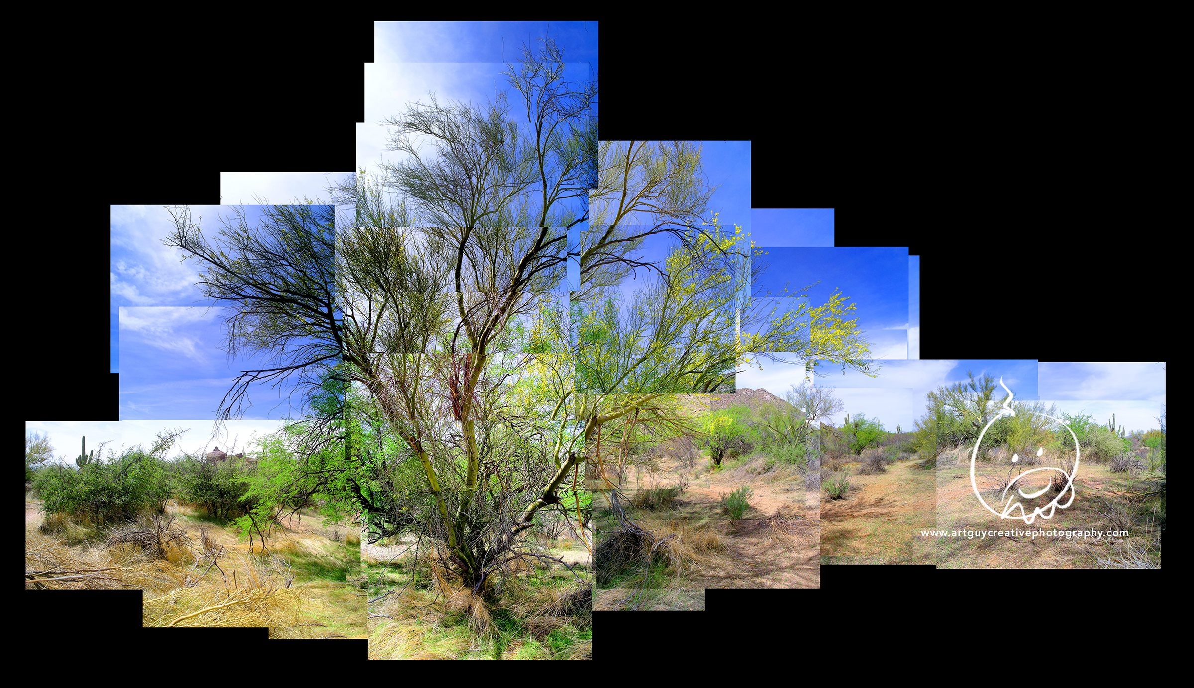 Arizona Desert Photography Two Trees